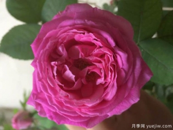 查克红月季