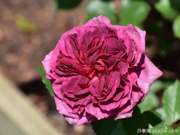 烟梅月季