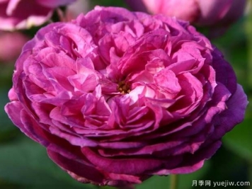 香水花环月季/香水门廊