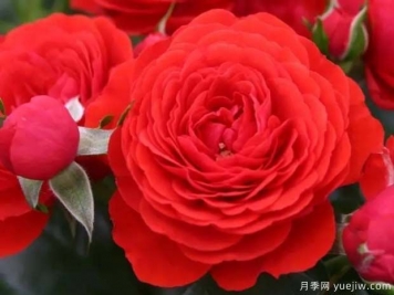 珊瑚花环月季