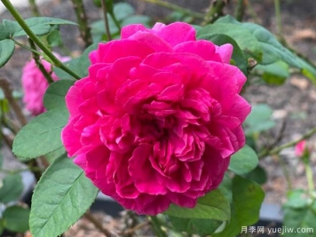 黑影夫人月季的优缺点是什么？