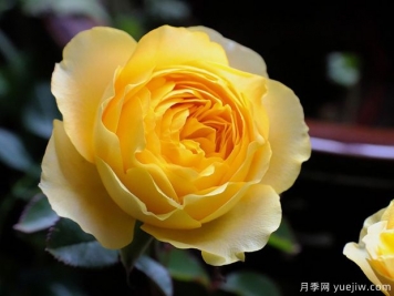 黄金庆典月季