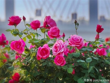 月季盛会，南阳将举办2023中国·南阳首届世界月季博览会