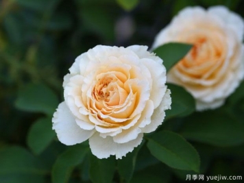 丹尼尔哈恩月季