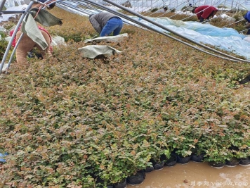 三月大暴雪，南阳月季大棚遭受重大损失
