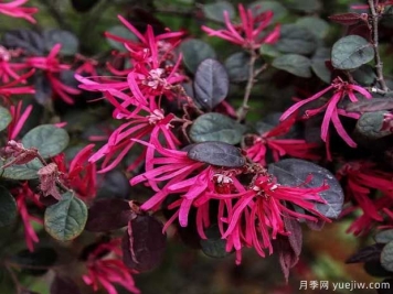 红花檵木花团簇锦，广泛用于园林造景