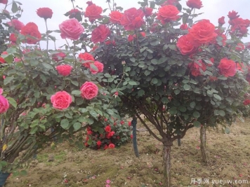 树状月季养护能活多少年？