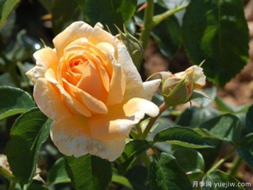 赫拉月季/海拉月季