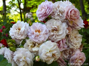 佛罗伦萨德拉特月季