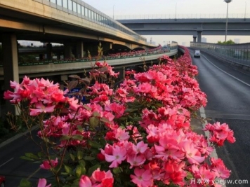 30万株新品种，杭州高架月季会带来什么样的惊喜？