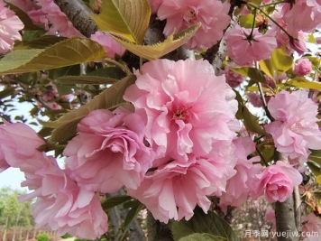 日本晚樱品种图片和产地价格