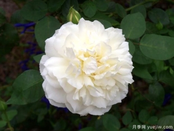 维多利亚公主月季的优缺点是什么？