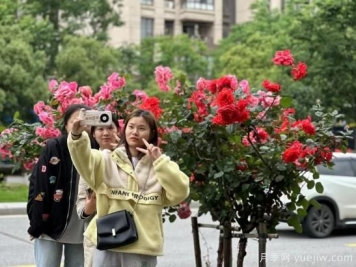 南昌西站大街树状月季盛开 构成城市花廊景观