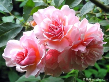 菲丽西娅月季/弗利西亚月季 菲丽西娅月季/弗利西亚月季