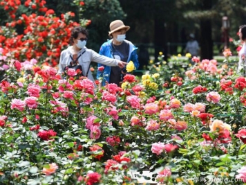 北京月季文化节暨第42届月季展在天坛公园月季园举行