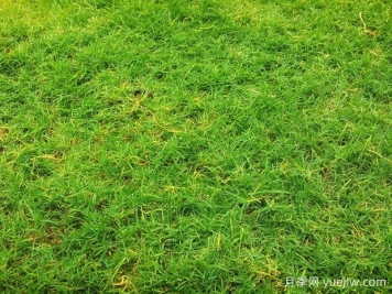 夏季铺草坪发黄干枯，如何提高草皮铺植成活率？