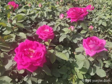 月季株形知识：微月、灌木、藤本、可藤可灌、株型紧凑