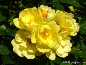 黄金时代月季