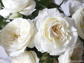 奥斯汀莱奥诺拉月季，婚礼白玫瑰的珍品