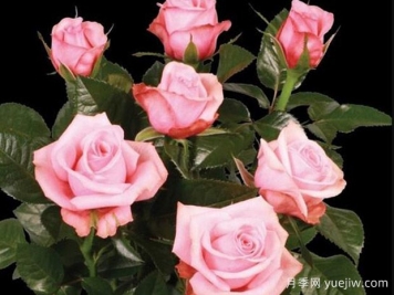 莉蒂亚柯德娜月季/莉蒂亚科德娜