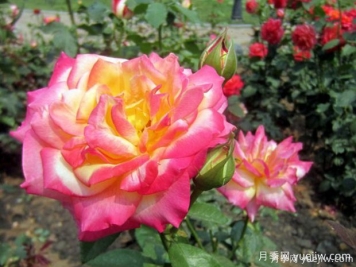 月季育种家：新西兰McGredy Roses(麦格雷迪)