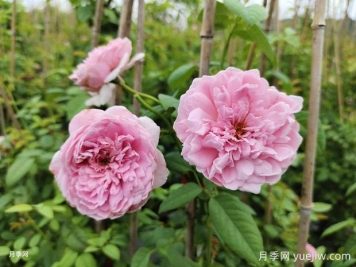 8月藤本月季基地批发价格