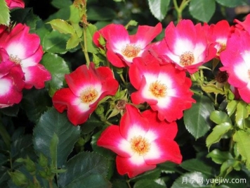 口红月季/洛基月季