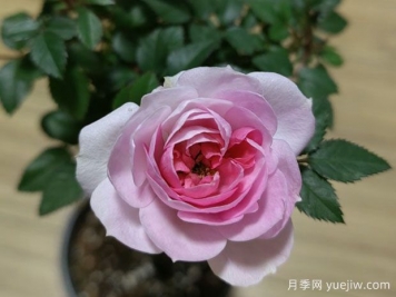 玛丽月季