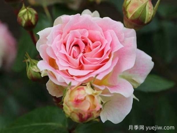 凯撒月季