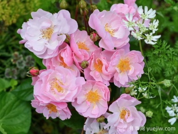 苹果花月季