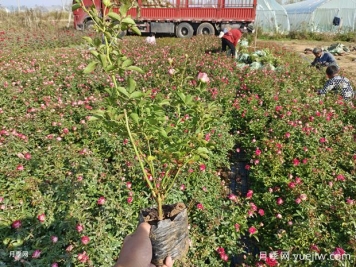 精品盆栽月季美化山东地产小区景观