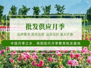 月季最新批发价格表，2025年4月月季网行情报价