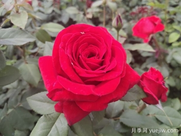 原产中国的玫瑰花(月季花)，是如何成为美国国花的？
