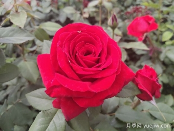 爱花必养大花月季，花大味香还好养，