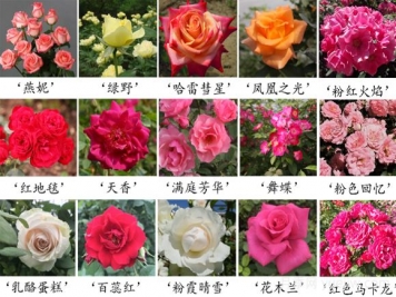 月季育种家：中国农业科学院蔬菜花卉研究所