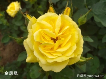 黄色系16种月季，明亮像太阳，耀眼如黄金