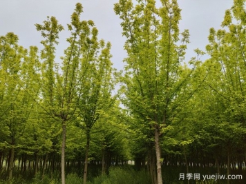 金叶复叶槭的特点、园林用途、管理养护
