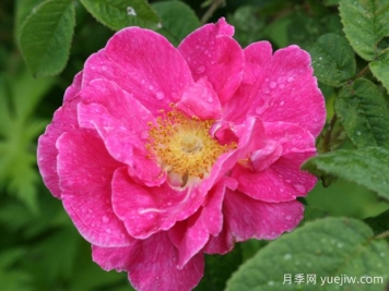 法国蔷薇月季/高卢红/药剂师玫瑰。