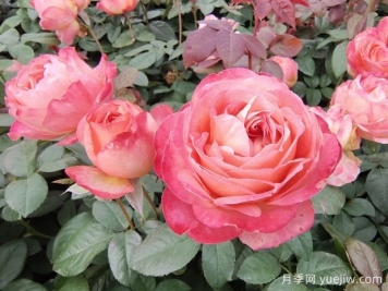 怎样养好月季花？养殖方法及注意事项篇