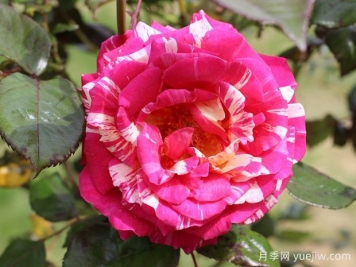 玫瑰花：浪漫的象征与多元的传奇