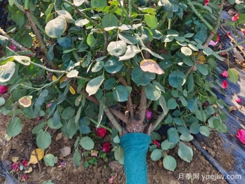 树状月季嫁接时如何正确选择接芽？