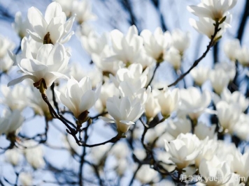 白玉兰是一种具有坚强意志和美丽花朵的植物