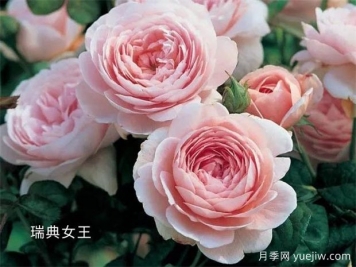 100种月季玫瑰品种图鉴大全，你认识有没有超过10个？