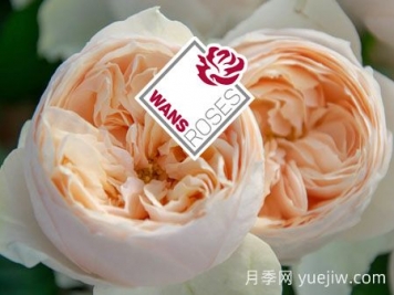 月季育种家：德国Wans Roses月季农场