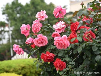 冻坏的花卉绿植如何救？