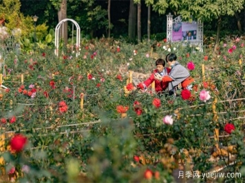 冬日烂漫花海惹人醉，广州云台花园1.2万棵月季花盛放