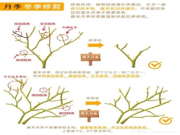 月季冬剪全攻略！各地区月季修剪时间和方法，全总结