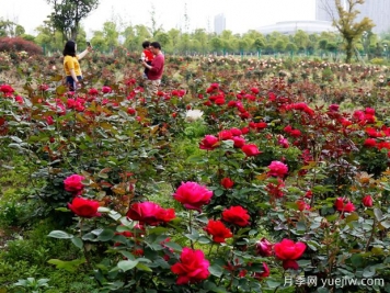 安庆月季市花文化和景观图集