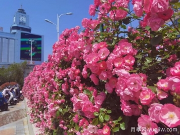 黄山月季应用和景观图集