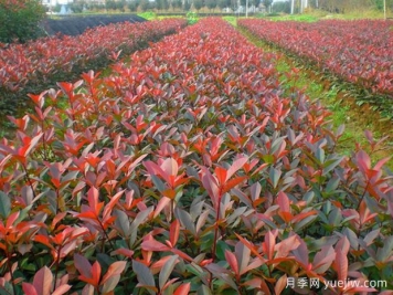 红叶石楠种植密度应该是多少株？